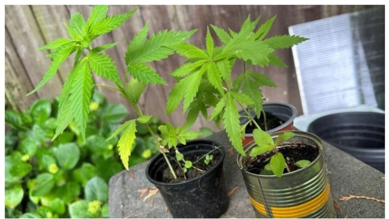 പൊലീസ് പട്രോളിംഗിനിടെ വീട്ട് മുറ്റത്ത് അസാധാരണമായ ചെടി; പരിശോധിച്ചപ്പോള് 15 കഞ്ചാവ് ചെടികൾ പൊലീസ് പട്രോളിംഗിനിടെ വീട്ട് മുറ്റത്ത് അസാധാരണമായ ചെടി; പരിശോധിച്ചപ്പോള് 15 കഞ്ചാവ് ചെടികൾ