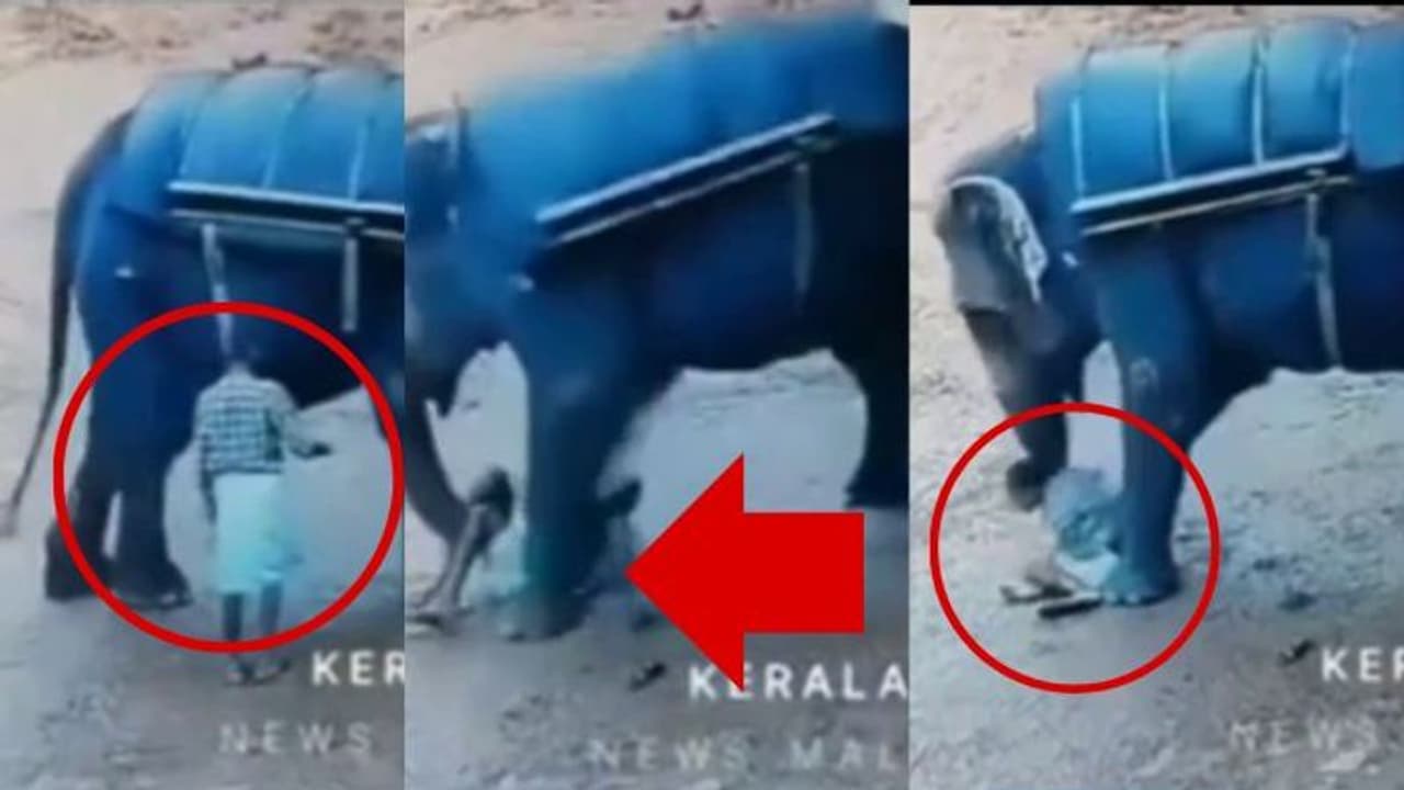 ಮಾವುತನನ್ನು ಸೊಂಡಲಿನಿಂದ ಬೀಳಿಸಿ, ಎರಡು ಕಾಲು ಆತನ ಮೇಲಿಟ್ಟು ನಿಂತ ಆನೆ ಭಯಾನಕ ವಿಡಿಯೋ ವೈರಲ್ 