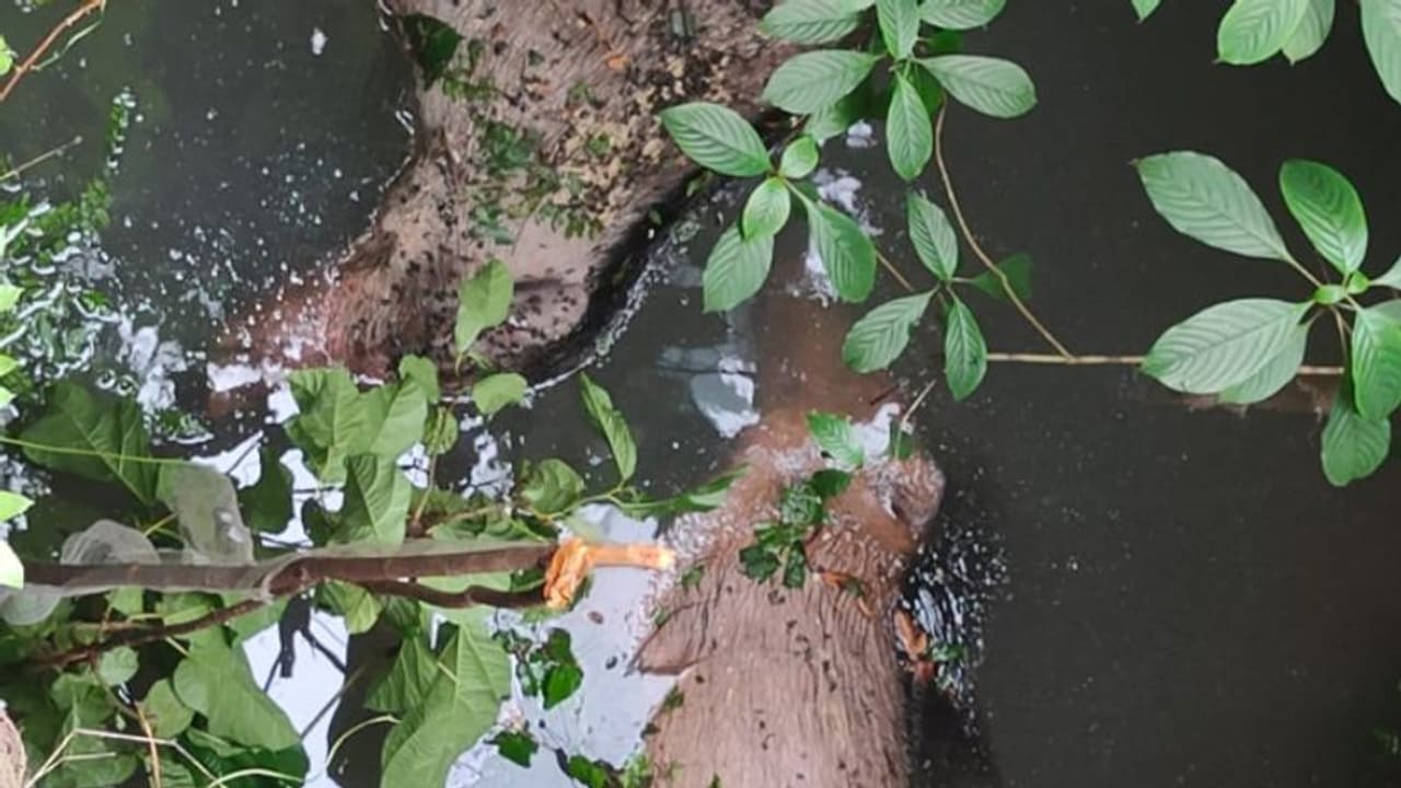 ബാലുശ്ശേരിയിൽ വീടിനോട് ചേര്ന്ന പൊട്ടക്കിണറ്റിൽ നിന്ന് ദുര്ഗന്ധം; പരിശോധനയിൽ കണ്ടത് ചത്ത 2 കാട്ടുപന്നികളെ ബാലുശ്ശേരിയിൽ വീടിനോട് ചേര്ന്ന പൊട്ടക്കിണറ്റിൽ നിന്ന് ദുര്ഗന്ധം; പരിശോധനയിൽ കണ്ടത് ചത്ത 2 കാട്ടുപന്നികളെ