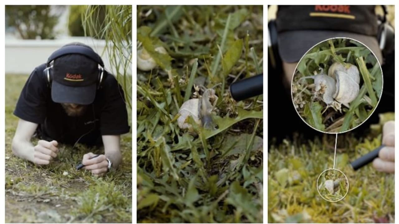 കർമുറും കർമുറും...; ഒച്ച് ഭക്ഷണം കഴിക്കുന്ന ശബ്ദം കേട്ടിട്ടുണ്ടോ? ഇല്ലെങ്കില് കേട്ടോളൂ; വൈറല് വീഡിയോ കാണാം കർമുറും കർമുറും...; ഒച്ച് ഭക്ഷണം കഴിക്കുന്ന ശബ്ദം കേട്ടിട്ടുണ്ടോ? ഇല്ലെങ്കില് കേട്ടോളൂ; വൈറല് വീഡിയോ കാണാം