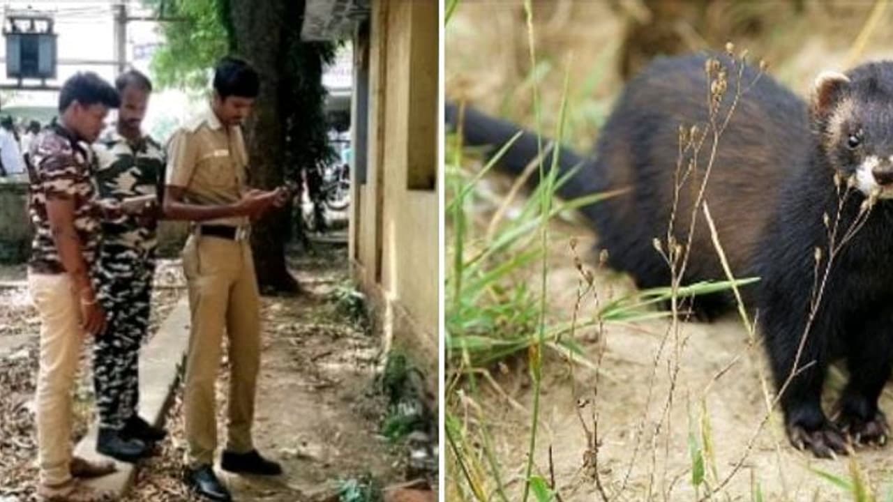 மரநாய் வேட்டை..! நண்பர்களுக்கு விருந்து.? ஆட்டோ சங்க தலைவரை தட்டித்தூக்கிய வனத்துறை