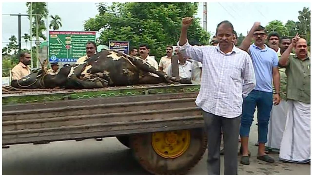 രണ്ട് പശുക്കളെ കൂടി 'തോൽപ്പെട്ടി 17' കൊന്നു; റോഡ് ഉപരോധിച്ച് നാട്ടുകാർ, കടുവയെ പിടിക്കാൻ നിർദേശം നൽകി മന്ത്രി