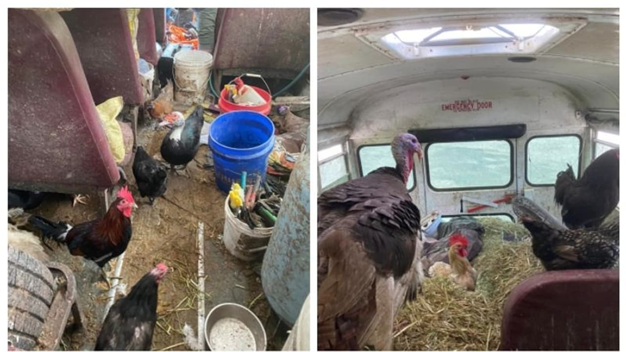 രഹസ്യവിവരം, പരിശോധിച്ചപ്പോള്‍ സ്കൂള്‍ ബസ് നിറയെ മൃഗങ്ങള്‍; പെന്‍സില്‍വാലിയയില്‍ അസാധാരണ അറസ്റ്റ് 