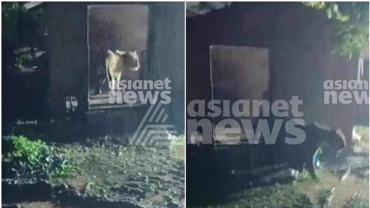 വയനാട് കേണിച്ചിറയിൽ രാത്രി വീണ്ടും കടുവയെത്തി; ദൃശ്യങ്ങൾ പുറത്ത്, മയക്കുവെടി വയ്ക്കാൻ അനുമതി വയനാട് കേണിച്ചിറയിൽ രാത്രി വീണ്ടും കടുവയെത്തി; ദൃശ്യങ്ങൾ പുറത്ത്, മയക്കുവെടി വയ്ക്കാൻ അനുമതി