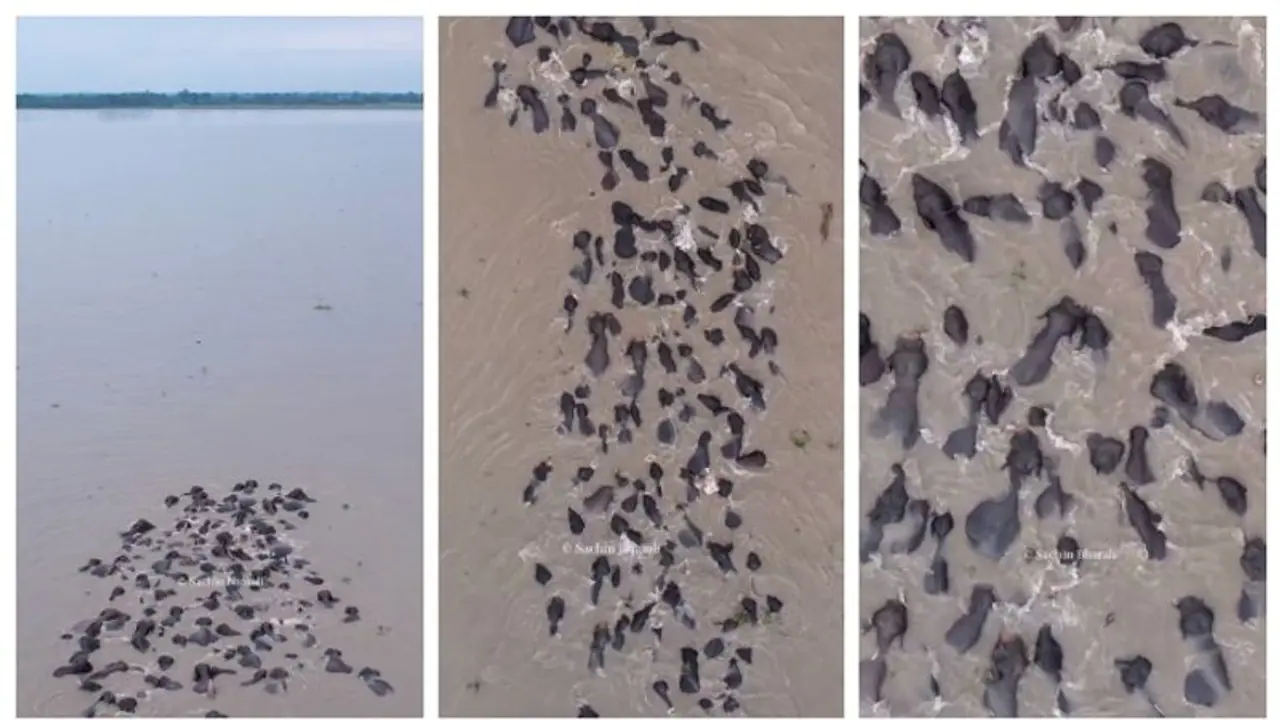 ചോക്കലേറ്റ് ബീൻസ് വിത്ത് ചോക്ലേറ്റ് ഷേക്ക്; ബ്രഹ്മപുത്ര നദി മുറിച്ച് കടക്കുന്ന ആനക്കൂട്ടത്തിന്‍റെ വീഡിയോ വൈറൽ