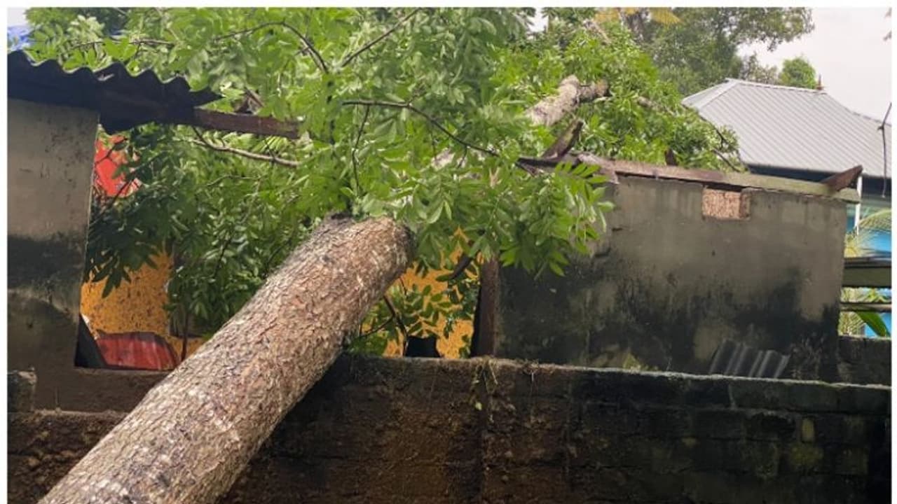 ശക്തമായ കാറ്റിലും പേമാരിയിലും ആലപ്പുഴയിലെ വിവിധ പ്രദേശങ്ങളിൽ വ്യാപക നാശനഷ്ടങ്ങൾ; വളർത്തു മൃഗങ്ങൾക്കും പരിക്ക്