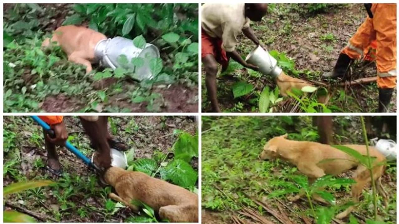 കേക്കെടുക്കാൻ പാൽപാത്രത്തിൽ തലയിട്ടു, കുടുങ്ങി; തെരുവുനായക്ക് രക്ഷകരായി ഫയർഫോഴ്സ്