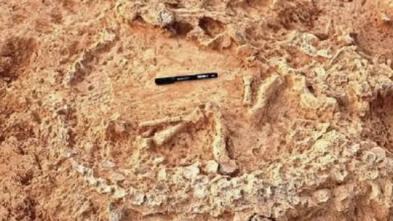 ప్రకాశం జిల్లాలో అరుదైన శిలాజాల జాడ.. 41వేల ఏళ్ల నాటి ఆస్ట్రిచ్ గూడు కనుగొన్న శాస్త్రవేత్తలు 