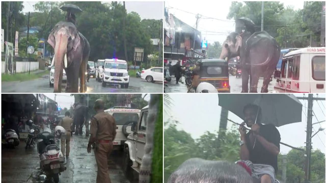 സ്വരാജ് റൗണ്ടിൽ ഗതാഗത കുരുക്കും ആശങ്കയുമുണ്ടാക്കി ആന; ആനപ്പുറത്തിരുന്ന് പാപ്പാൻ, പൊലീസെത്തി തളച്ചു സ്വരാജ് റൗണ്ടിൽ ഗതാഗത കുരുക്കും ആശങ്കയുമുണ്ടാക്കി ആന; ആനപ്പുറത്തിരുന്ന് പാപ്പാൻ, പൊലീസെത്തി തളച്ചു