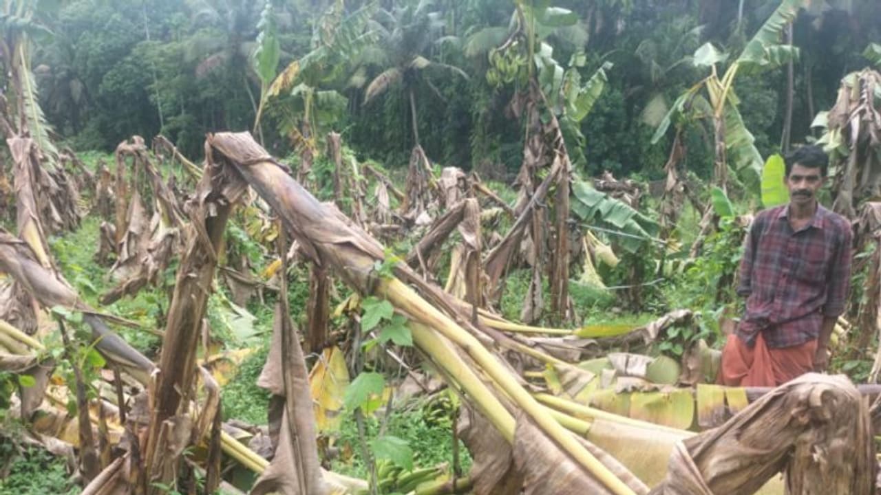 ശക്തമായ കാറ്റിലും മഴയിലും വൻ കൃഷിനാശം: കോഴിക്കോട് ചാത്തമംഗലത്ത് ഒടിഞ്ഞു വീണത് 500ഓളം വാഴകള് ശക്തമായ കാറ്റിലും മഴയിലും വൻ കൃഷിനാശം: കോഴിക്കോട് ചാത്തമംഗലത്ത് ഒടിഞ്ഞു വീണത് 500ഓളം വാഴകള്