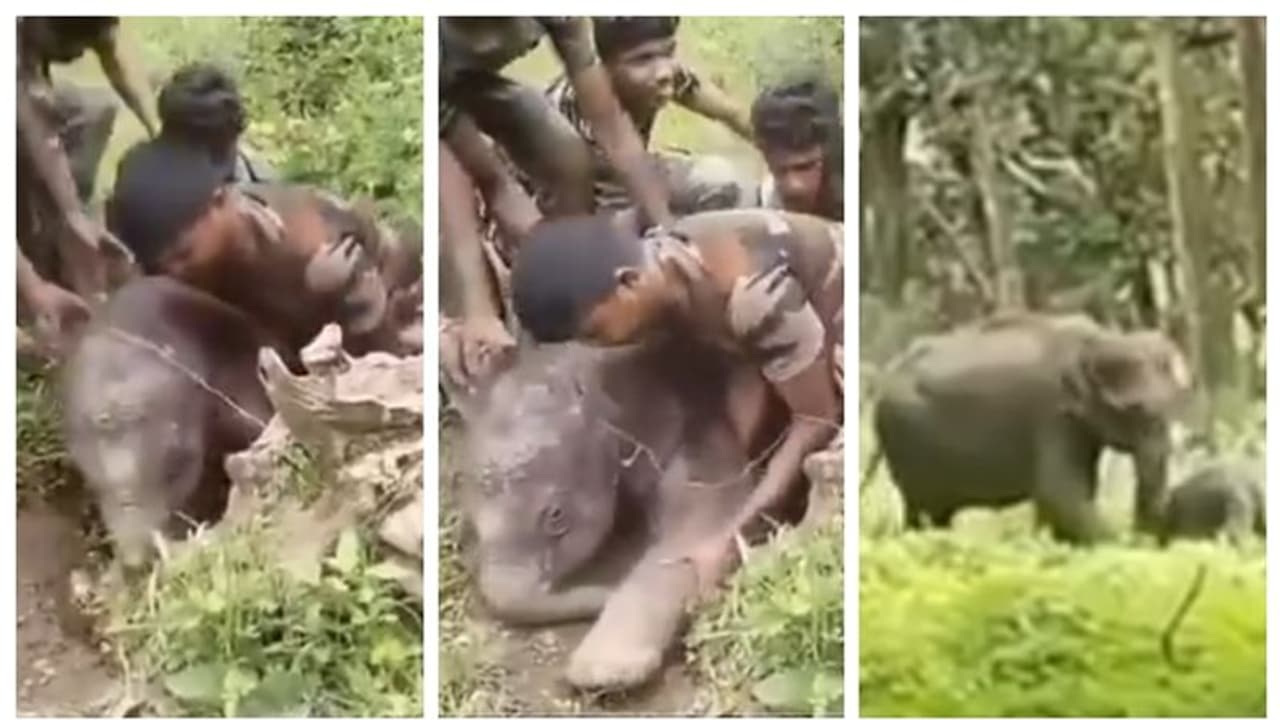 കരുതൽ സ്പർശം; വെള്ളച്ചാലില് അകപ്പെട്ട കുട്ടിയാനയെ രക്ഷിച്ച് രക്ഷാസേന, കൈയടിച്ച് സോഷ്യൽ മീഡിയ കരുതൽ സ്പർശം; വെള്ളച്ചാലില് അകപ്പെട്ട കുട്ടിയാനയെ രക്ഷിച്ച് രക്ഷാസേന, കൈയടിച്ച് സോഷ്യൽ മീഡിയ