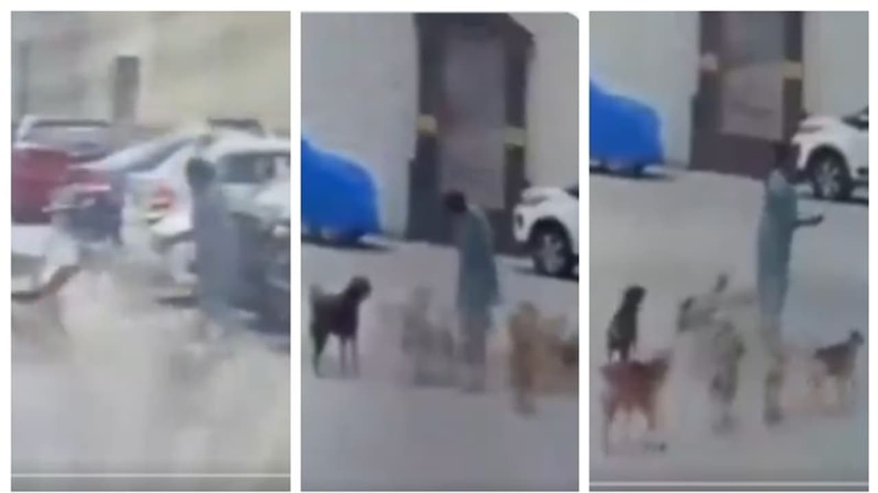 ഓടിച്ചിട്ടും ഓടിച്ചിട്ടും പോകാതെ നായ്ക്കൾ; പത്ത് ഇരുപത് നായ്ക്കൾ ചേർന്ന് ഒരു സ്ത്രീയെ അക്രമിക്കന്ന വീഡിയോ വൈറൽ ഓടിച്ചിട്ടും ഓടിച്ചിട്ടും പോകാതെ നായ്ക്കൾ; പത്ത് ഇരുപത് നായ്ക്കൾ ചേർന്ന് ഒരു സ്ത്രീയെ അക്രമിക്കന്ന വീഡിയോ വൈറൽ