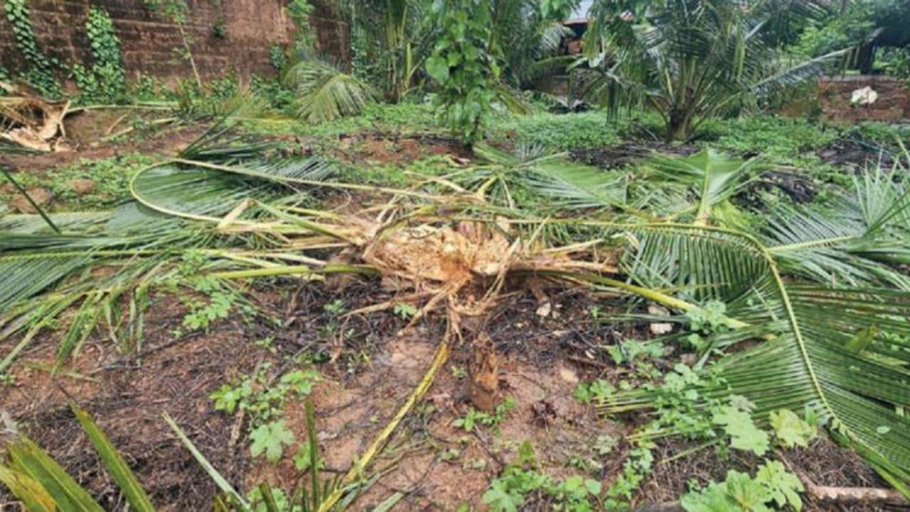 ജനവാസ മേഖലയിൽ ഭീതിപരത്തി വീണ്ടും കാട്ടാന; കരുളായിയിൽ കാർഷിക വിളകൾ നശിപ്പിച്ച് ഒറ്റയാൻ ജനവാസ മേഖലയിൽ ഭീതിപരത്തി വീണ്ടും കാട്ടാന; കരുളായിയിൽ കാർഷിക വിളകൾ നശിപ്പിച്ച് ഒറ്റയാൻ