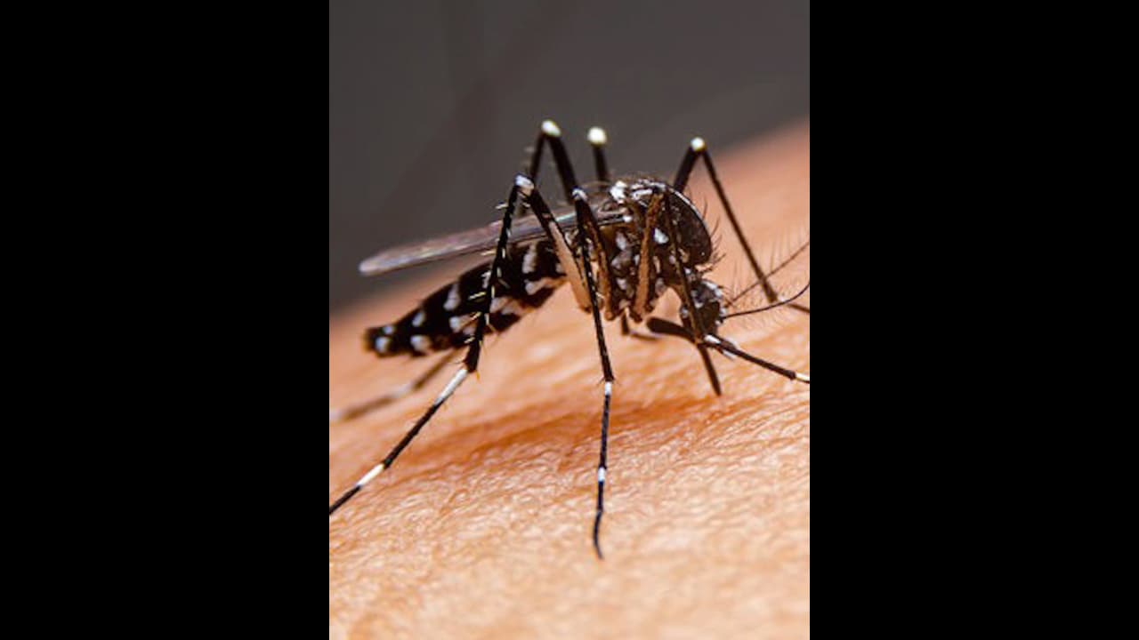 ಬೆಂಗ್ಳೂರಲ್ಲಿ ಡೆಂಘೀ ಆರ್ಭಟ: ಲಾರ್ವಾ ನಾಶಕ್ಕೆ ಮನೆ ಮನೆ ತಪಾಸಣೆ..!