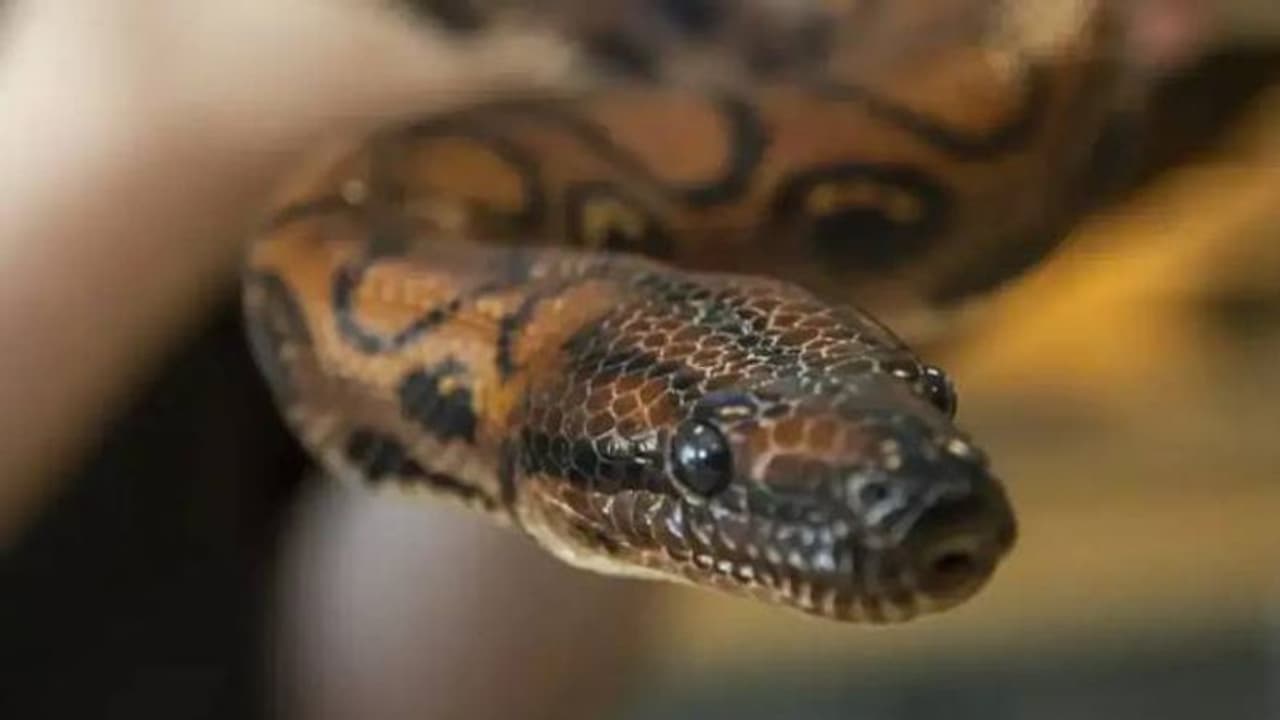 ആണാണെന്ന് കരുതിയ പാമ്പിന് ഇണയില്ലാതെ തന്നെ 14 കുഞ്ഞുങ്ങൾ ആണാണെന്ന് കരുതിയ പാമ്പിന് ഇണയില്ലാതെ തന്നെ 14 കുഞ്ഞുങ്ങൾ