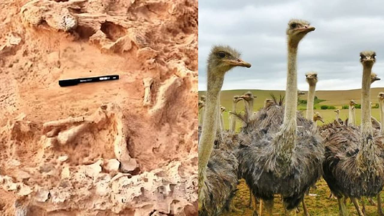 41,000 വർഷം പഴക്കം, ലോകത്തെ ഇതുവരെയുള്ളതിൽ ഏറ്റവും പുരാതനമായ ഒട്ടകപക്ഷിക്കൂട്; കണ്ടെത്തിയത് ഇന്ത്യയിൽ