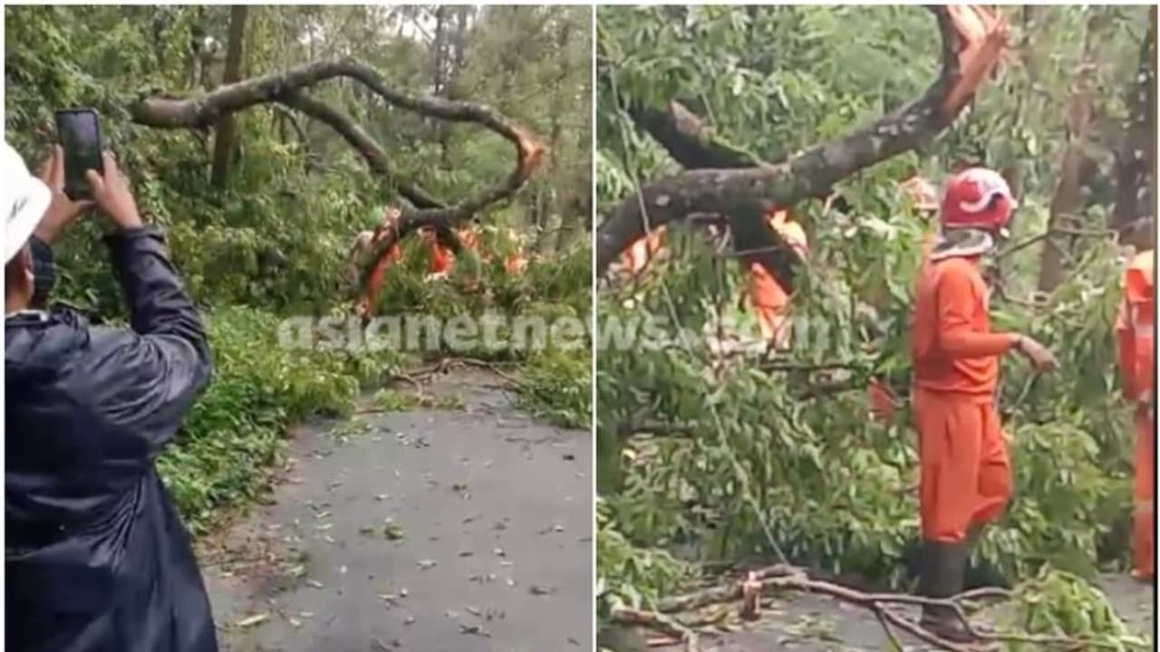കനത്ത മഴയിലും കാറ്റിലും മരംമുറിഞ്ഞ് ബൈക്ക് യാത്രക്കാരന് മുകളിലേക്ക് വീണു, യുവാവിന് ഗുരുതര പരിക്ക് കനത്ത മഴയിലും കാറ്റിലും മരംമുറിഞ്ഞ് ബൈക്ക് യാത്രക്കാരന് മുകളിലേക്ക് വീണു, യുവാവിന് ഗുരുതര പരിക്ക്
