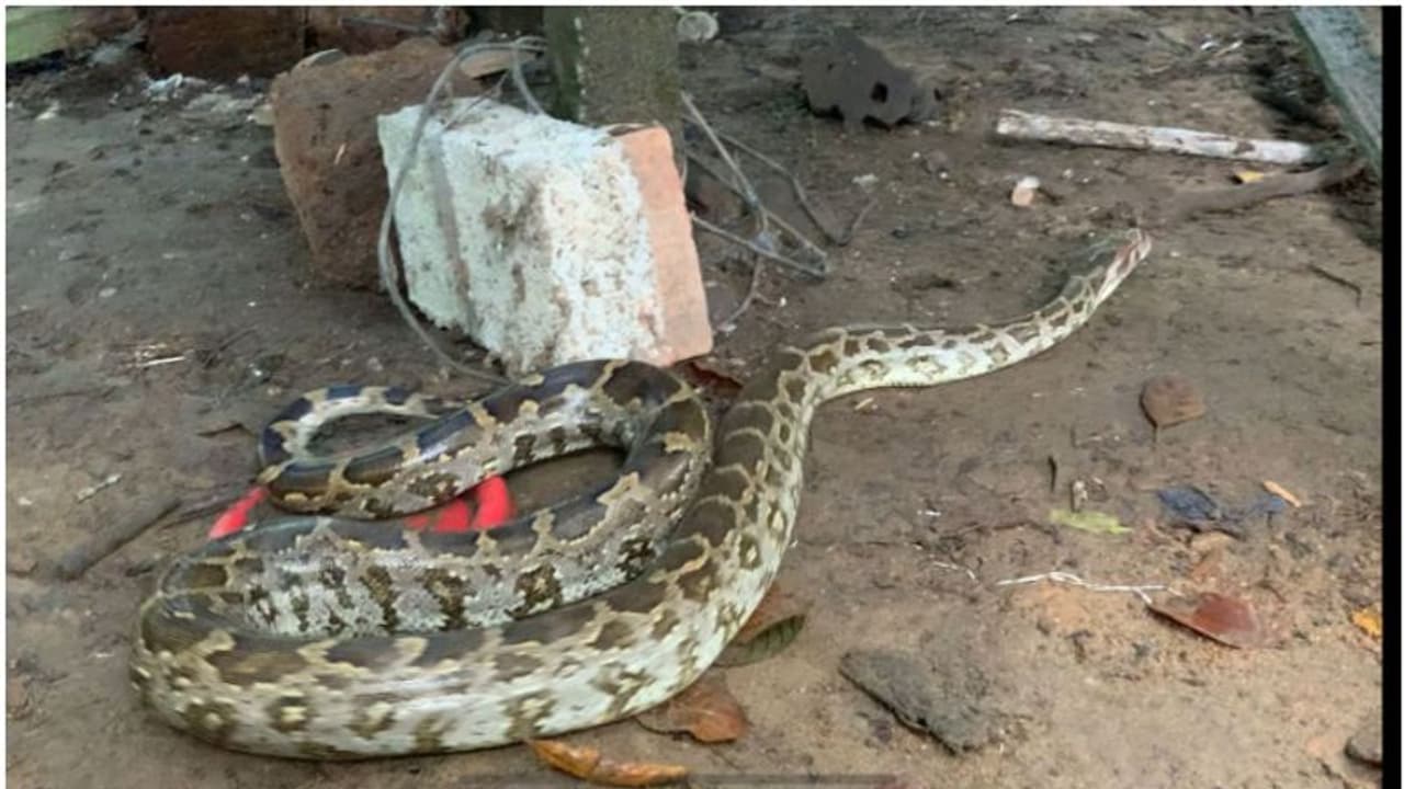 കോഴികളുടെ ബഹളം കേട്ട് ചെന്നുനോക്കിയപ്പോൾ കൂട്ടിൽ കണ്ടത് പെരുമ്പാമ്പിനെ, പിടികൂടി