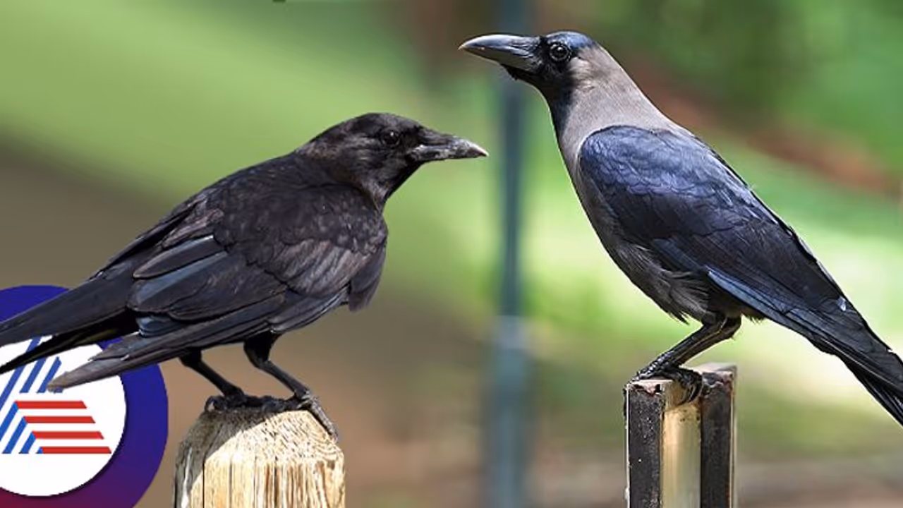  ವರ್ಷಾಂತ್ಯಕ್ಕೆ ಮಿಲಿಯನ್‌ಗೂ ಅಧಿಕ ಭಾರತೀಯ ಕಾಗೆಗಳಿಗೆ ವಿಷಪ್ರಾಶನಕ್ಕೆ ಮುಂದಾದ ಕೀನ್ಯಾ ಸರ್ಕಾರ