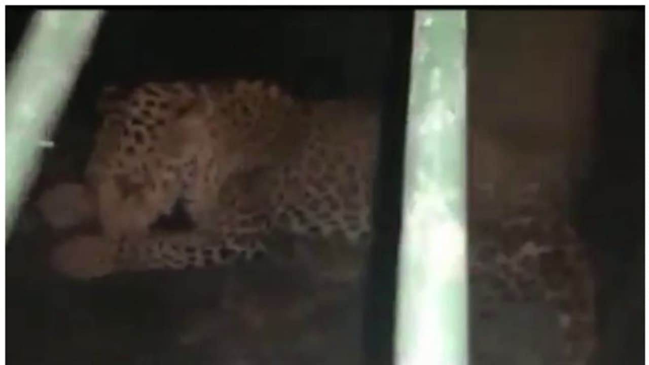 പൊട്ടക്കിണറ്റിൽ വീണ പുള്ളിപ്പുലിയെ രക്ഷിച്ച് വനംവകുപ്പ്; 2 ദിവസത്തിനകം കാട്ടിലേക്ക് തുറന്നുവിടും 