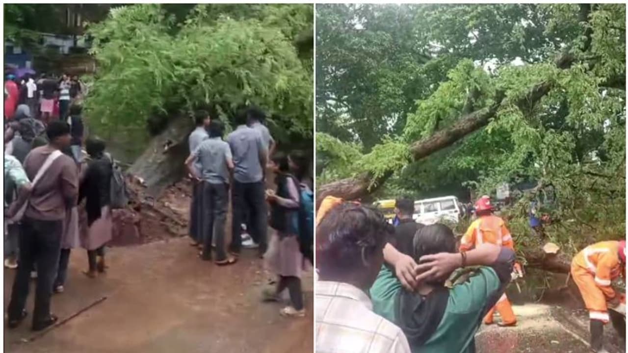 പാലക്കാട് ചെറുപ്പുളശ്ശേരി സ്കൂളിന്റെ മുന്നിൽ മരം കടപുഴകി വീണു; 8 വിദ്യാർഥികൾക്ക് പരിക്ക്,​ ഒഴിവായത് വൻദുരന്തം