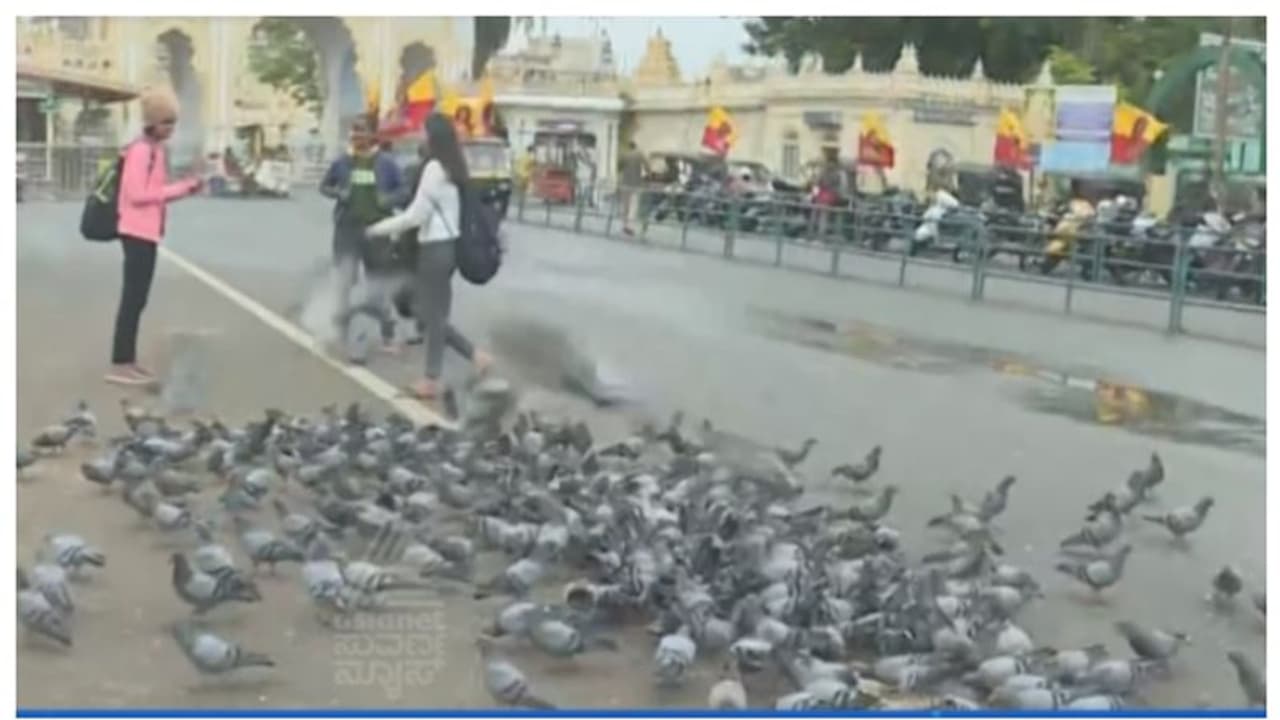 'Stop feeding Pigeons outside Mysuru palace', urges MP Yaduveer Wadiyar to tourists and locals