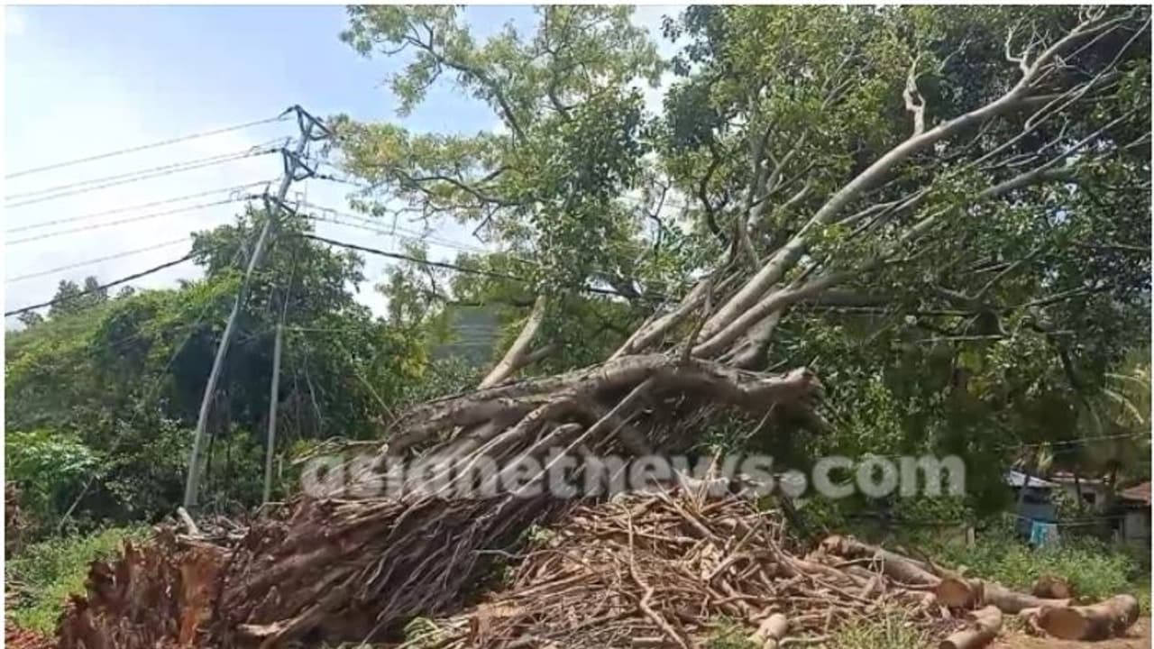 കെഎസ്ഇബിയോ പിഡബ്ല്യുഡിയോ, ആര് മുറിച്ച് മാറ്റും മരം ? തർക്കം; പൊട്ടി വീണ മരം കെഎസ്ഇബി ലൈനിൽ കിടക്കുന്നു
