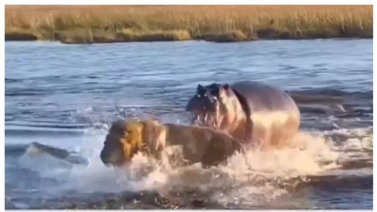 'ഓടടാ... ഇതെന്‍റെ സ്ഥലം'; മൂന്ന് സിംഹങ്ങളെ ഒറ്റയ്ക്ക് തുരത്തുന്ന ഹിപ്പോപൊട്ടാമസിന്‍റെ വീഡിയോ വൈറൽ 