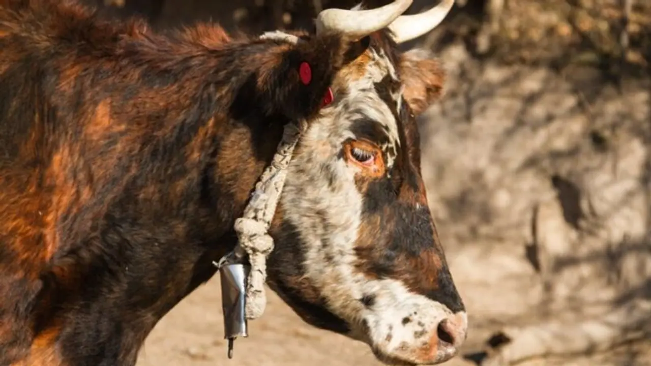 Meet Gorakh, UP's lone Gangatiri bull that has contributed over 50k doses of semen to conserve elite breed