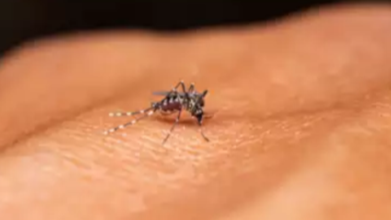 zika virus 