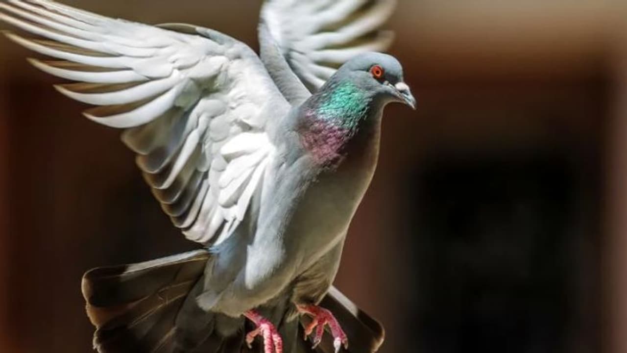 പ്രാവിനെ വെടിവച്ചു വീഴ്ത്തിയ ഒളിമ്പിക്സ് പ്രാവിനെ വെടിവച്ചു വീഴ്ത്തിയ ഒളിമ്പിക്സ്