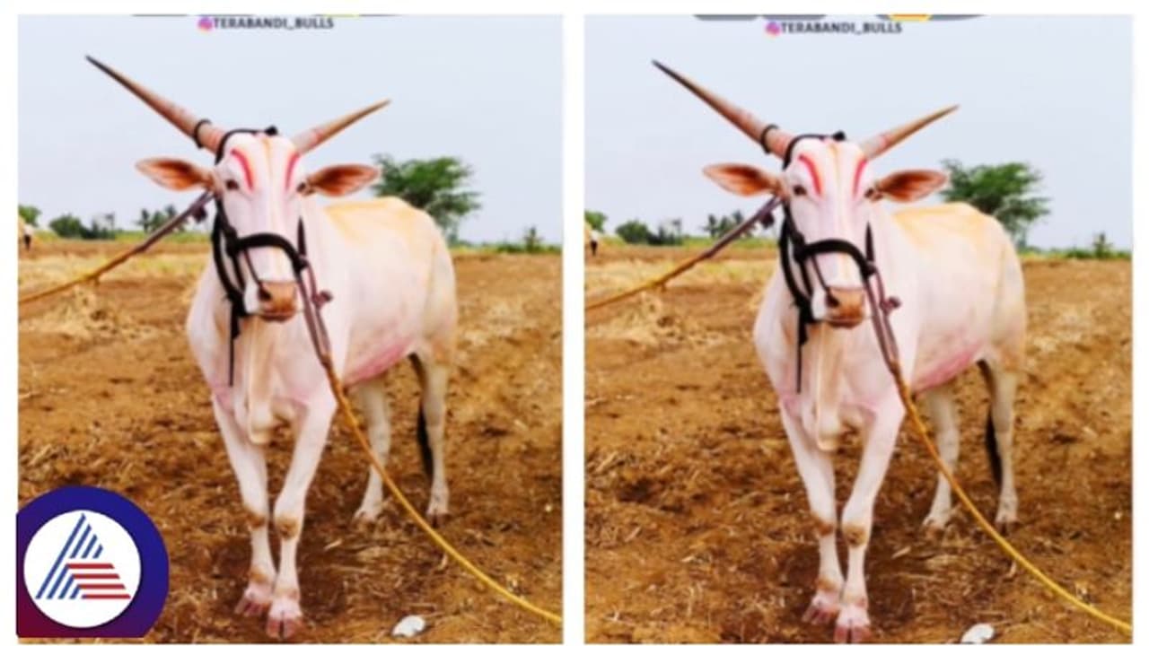 ವಿಜಯಪುರದಲ್ಲಿ ಒಂಟಿ ಎತ್ತು ದಾಖಲೆಯ ಮಾರಾಟ, 18 ಲಕ್ಷ 1 ಸಾವಿರಕ್ಕೆ ಸೋಲ್ಡ್‌!