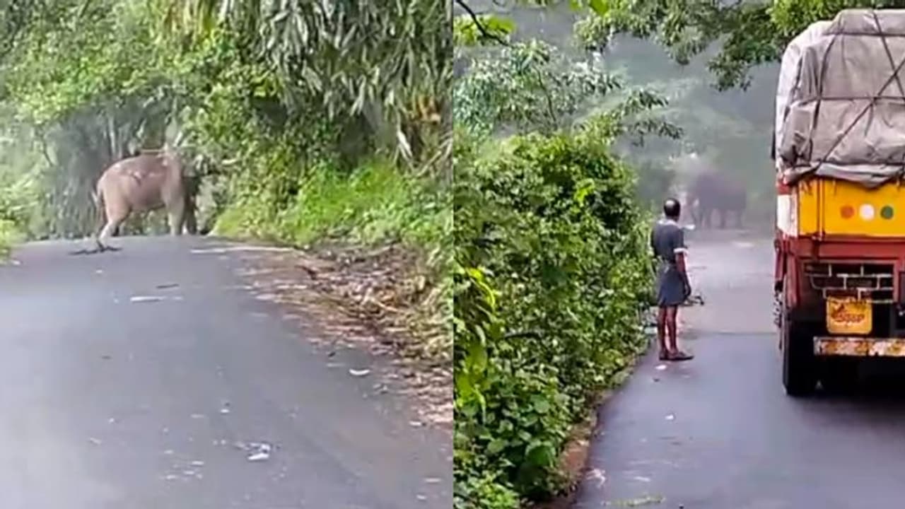 വീണ്ടും കാടിറങ്ങി കബാലി, ഒറ്റയാൻ അന്തര് സംസ്ഥാന പാതയിലേക്ക് പന മറിച്ചിട്ടു; റോഡ് ബ്ലോക്കായത് 3 മണിക്കൂറോളം വീണ്ടും കാടിറങ്ങി കബാലി, ഒറ്റയാൻ അന്തര് സംസ്ഥാന പാതയിലേക്ക് പന മറിച്ചിട്ടു; റോഡ് ബ്ലോക്കായത് 3 മണിക്കൂറോളം