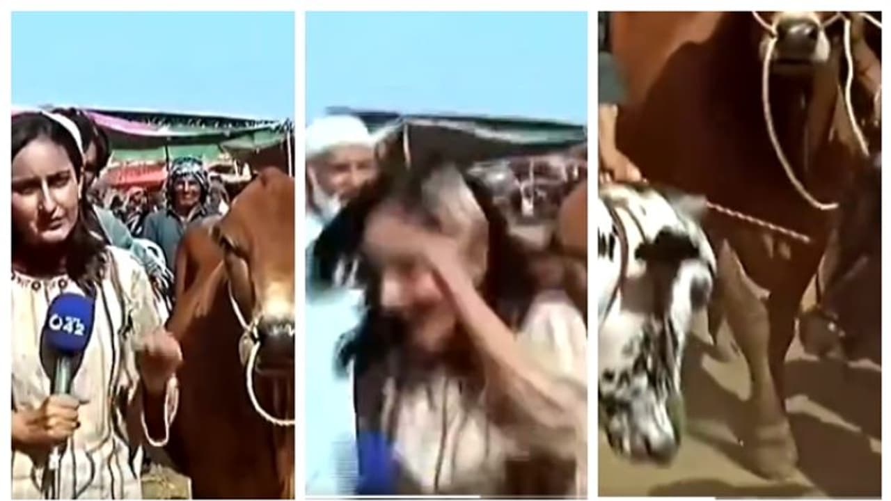 തത്സമയ റിപ്പോര്ട്ടിംഗിനിടെ പാക് മാധ്യമ പ്രവര്ത്തകയെ കാള കുത്തി തെറിപ്പിക്കുന്ന വീഡിയോ വൈറല് തത്സമയ റിപ്പോര്ട്ടിംഗിനിടെ പാക് മാധ്യമ പ്രവര്ത്തകയെ കാള കുത്തി തെറിപ്പിക്കുന്ന വീഡിയോ വൈറല്