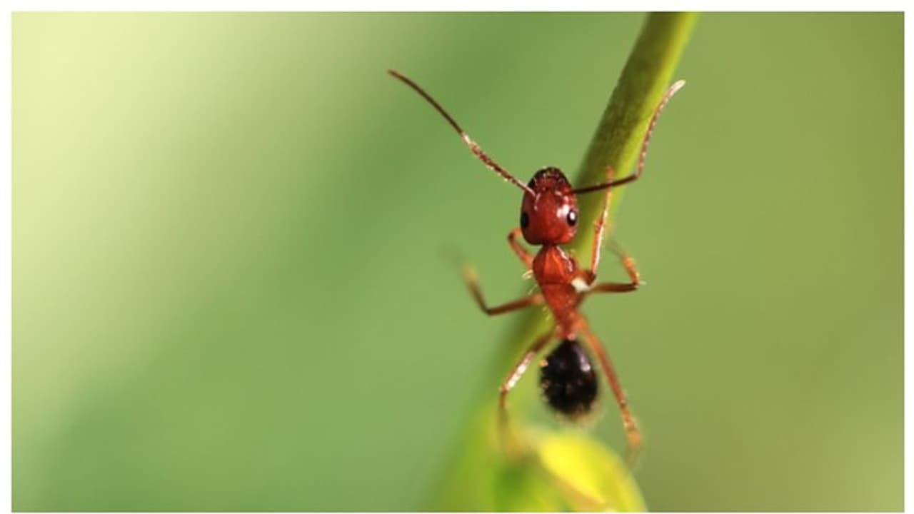 ഉറുമ്പുകള്‍ മുറിവേറ്റ കാല്‍ ശസ്ത്രക്രിയയിലൂടെ മുറിച്ച് മാറ്റും; പുതിയ പഠനം 