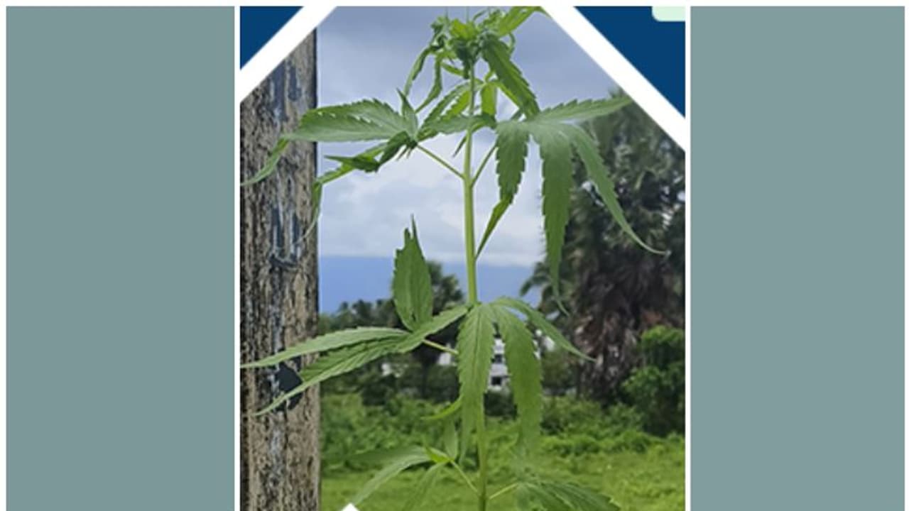 2 മാസം പ്രായം, 50 സെന്‍റീമീറ്റര്‍ നീളം, ചിറ്റൂരിൽ വളർന്ന കഞ്ചാവ് ചെടി കണ്ടെത്തി എക്സൈസ്; പ്രതിക്കായി അന്വേഷണം
