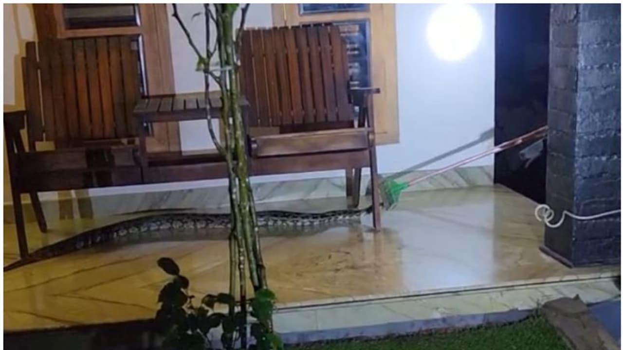 ജോലി കഴിഞ്ഞ് വരുമ്പോള് രാത്രി വീട്ടില് കണ്ടത് ഭീമന് പെരുമ്പാമ്പ്; പിടികൂടി വനം വകുപ്പിന് കൈമാറി ജോലി കഴിഞ്ഞ് വരുമ്പോള് രാത്രി വീട്ടില് കണ്ടത് ഭീമന് പെരുമ്പാമ്പ്; പിടികൂടി വനം വകുപ്പിന് കൈമാറി