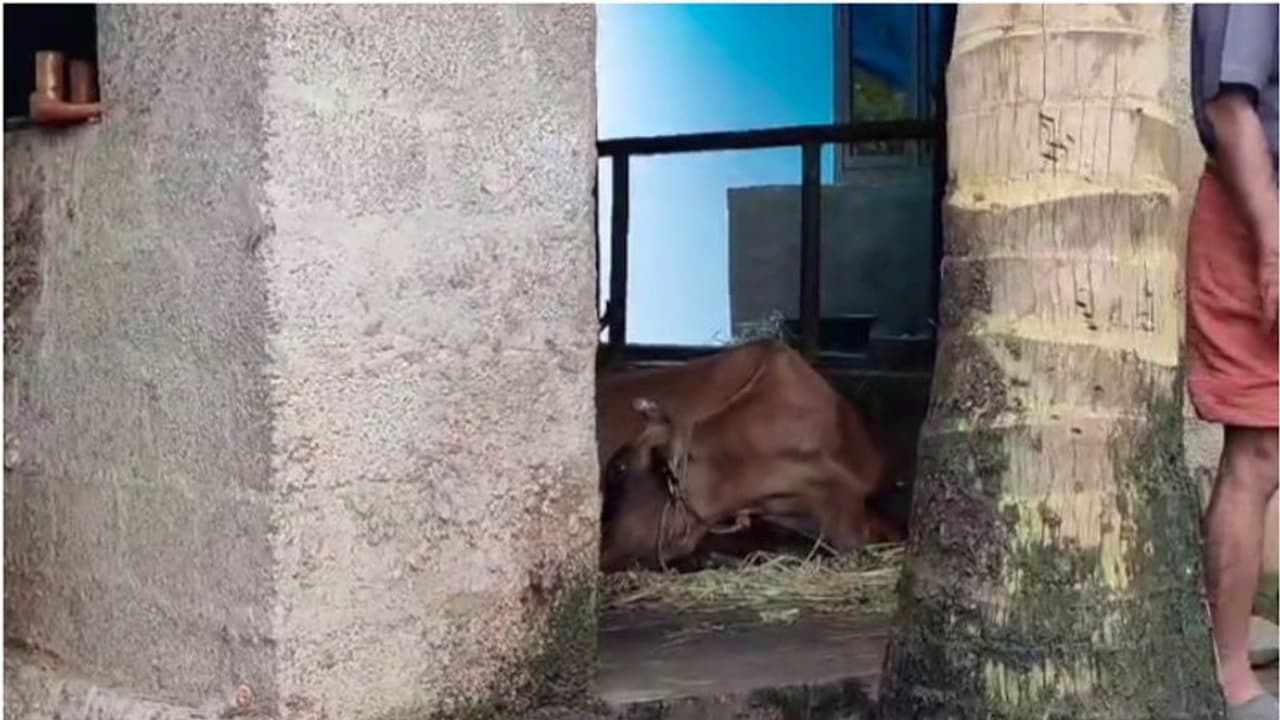 മേയാൻ പോയ പശുക്കൾ ചത്ത നിലയിൽ; ഭക്ഷ്യവിഷബാധയെന്ന് സംശയം മേയാൻ പോയ പശുക്കൾ ചത്ത നിലയിൽ; ഭക്ഷ്യവിഷബാധയെന്ന് സംശയം