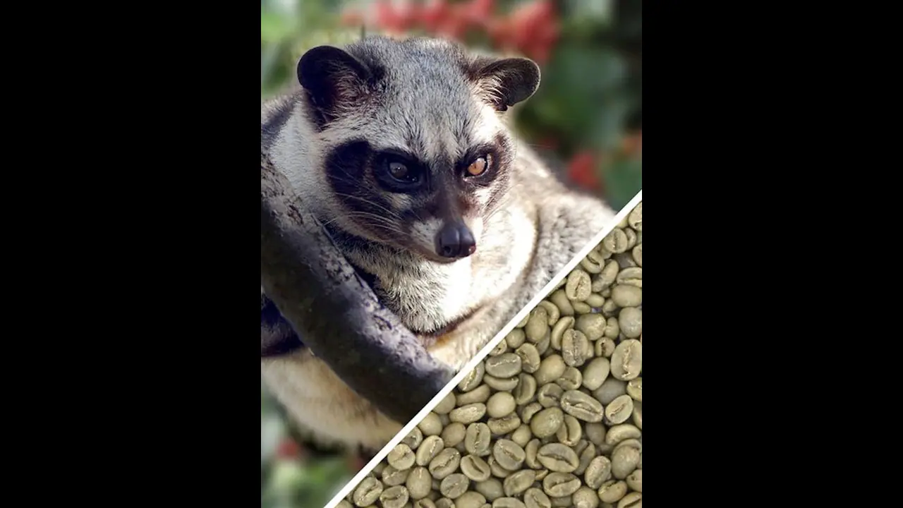 பூனை மலத்தில் இருந்து தயாரிக்கப்படும் இந்த காபி தான் உலகின் மிகவும் விலை உயர்ந்த காபி!