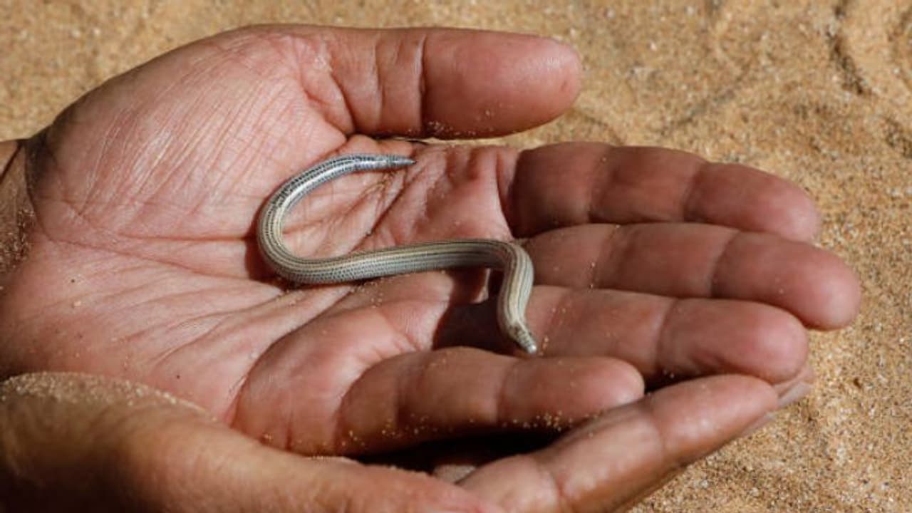 SHOCKING! Dead snake found in Anganwadi's mid day meal packet in Maharashtra's Sangli