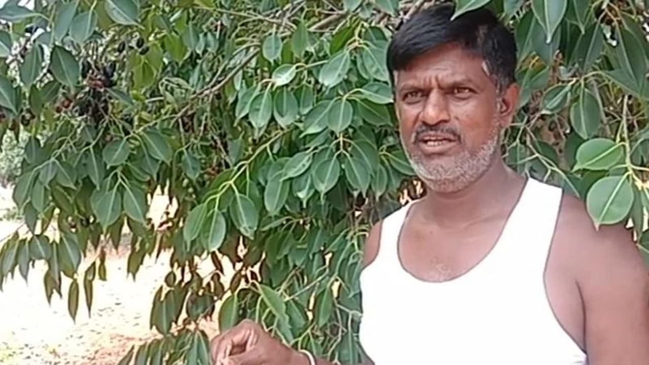 ನೇರಳೆ ಬೆಳೆಯಿಂದ ಲಕ್ಷ ಲಕ್ಷ ಆದಾಯ ಗಳಿಸುತ್ತಿರುವ ರೈತ: ಕೃಷಿಯಲ್ಲಿ BMTC ನಿರ್ವಾಹಕ ವೇಣುಗೋಪಾಲ ಬಂಗಾರದ ಬದುಕು ನೇರಳೆ ಬೆಳೆಯಿಂದ ಲಕ್ಷ ಲಕ್ಷ ಆದಾಯ ಗಳಿಸುತ್ತಿರುವ ರೈತ: ಕೃಷಿಯಲ್ಲಿ BMTC ನಿರ್ವಾಹಕ ವೇಣುಗೋಪಾಲ ಬಂಗಾರದ ಬದುಕು