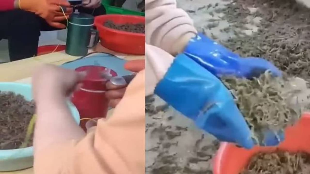 കോടികളുടെ വ്യവസായം? തേളുകളെ വളർത്തി വിഷമെടുക്കുന്നതിങ്ങനെ, വീഡിയോ വൈറൽ