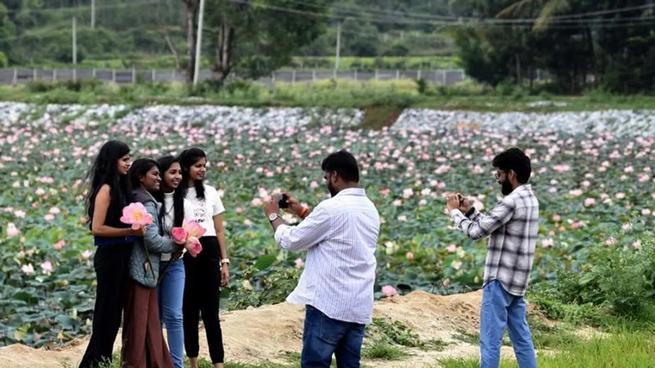 Chikkamagaluru: ಮುತ್ತಾವರದ ತಾವರೆಕೆರೆಯಲ್ಲಿ ಅರಳಿದ ಸಾವಿರಾರು ತಾವರೆ ಹೂಗಳು: ಸೆಲ್ಪಿಗೆ ಮುಗಿಬಿದ್ದ ಯುವಜನತೆ 