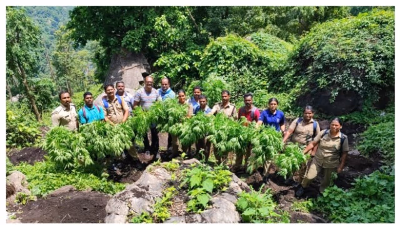 81 തടങ്ങളിലായി 604 ചെടികൾ; പിഴുതെടുത്ത് നശിപ്പിച്ച് എക്സൈസ്; അഗളിയിൽ വൻ കഞ്ചാവ് വേട്ട 81 തടങ്ങളിലായി 604 ചെടികൾ; പിഴുതെടുത്ത് നശിപ്പിച്ച് എക്സൈസ്; അഗളിയിൽ വൻ കഞ്ചാവ് വേട്ട