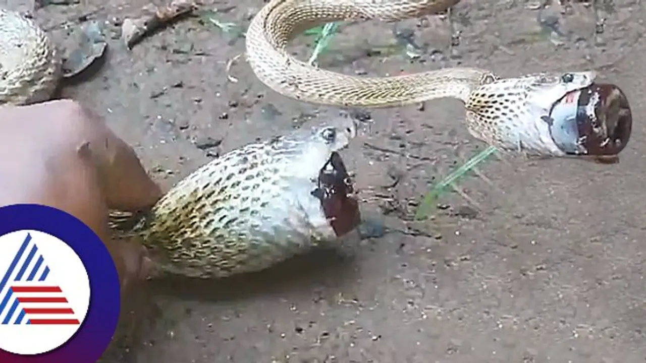 Viral Video ಸಿರಪ್ ಬಾಟಲಿ ನುಂಗಿ ಒದ್ದಾಡುತ್ತಿದ್ದ ನಾಗರ ಹಾವು ರಕ್ಷಿಸಿದ ಉರಗ ಪ್ರೇಮಿ! Viral Video ಸಿರಪ್ ಬಾಟಲಿ ನುಂಗಿ ಒದ್ದಾಡುತ್ತಿದ್ದ ನಾಗರ ಹಾವು ರಕ್ಷಿಸಿದ ಉರಗ ಪ್ರೇಮಿ!