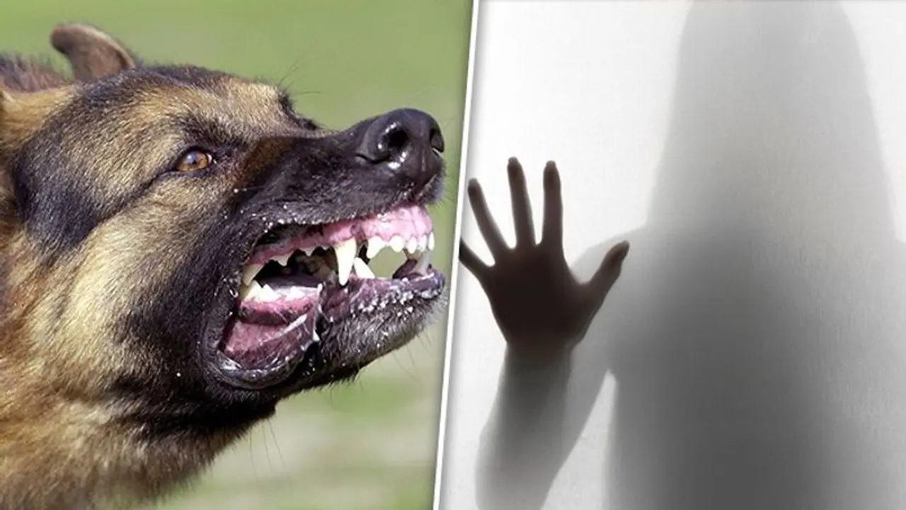 SHOCKER: Dog saves Mumbai woman from rape; read report SHOCKER: Dog saves Mumbai woman from rape; read report
