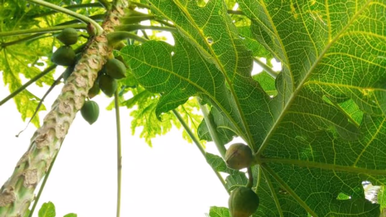 കൃഷി ഓഫീസ‌ർ പറ‍ഞ്ഞു, ഇത് അപൂര്‍വം, കാണേണ്ടതെന്ന് നാട്ടുകാരും, ഇതോടെ കാഴ്ചക്കാരേറെ, കൗതുകം ഇലയിൽ വിരിഞ്ഞ പപ്പായ