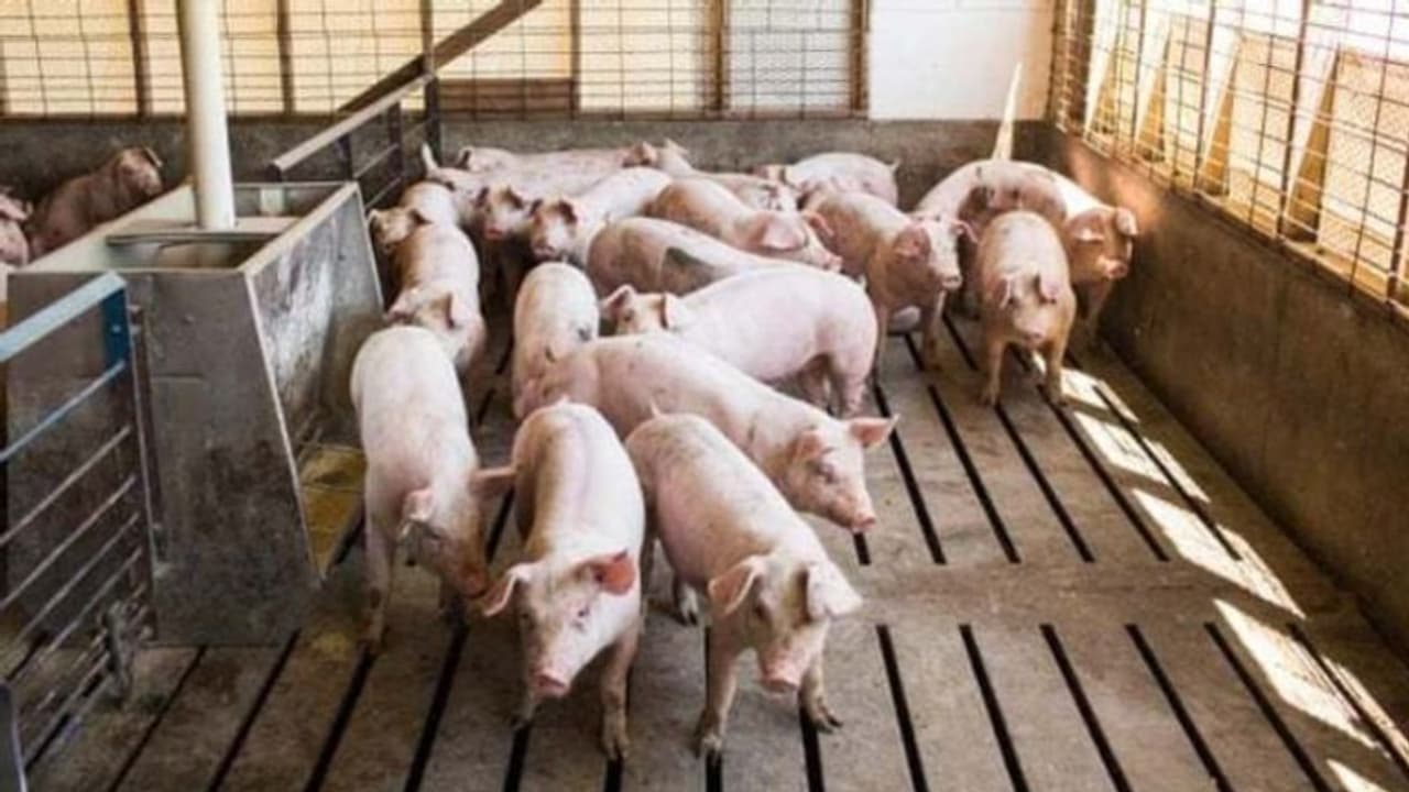 തൃശൂരിൽ ആഫ്രിക്കൻ പന്നിപ്പനി; കള്ളിങ് നടത്തും, മനുഷ്യരിലേക്ക് പടരാൻ സാധ്യത കുറവാണെന്ന് അധികൃതർ തൃശൂരിൽ ആഫ്രിക്കൻ പന്നിപ്പനി; കള്ളിങ് നടത്തും, മനുഷ്യരിലേക്ക് പടരാൻ സാധ്യത കുറവാണെന്ന് അധികൃതർ