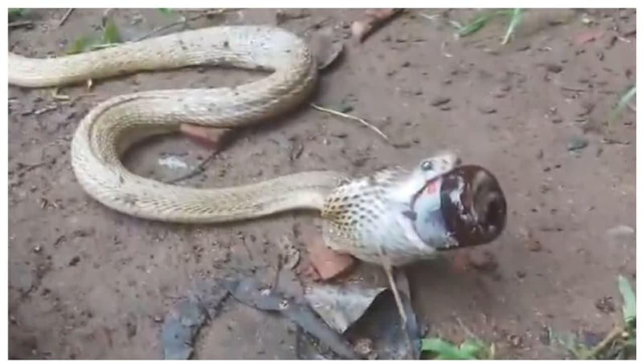 'ചുമ മരുന്ന് കുടിച്ചതാ സാറേ'; കഫ് സിറപ്പ് ബോട്ടില്‍ വീഴുങ്ങാന്‍ ശ്രമിച്ച് പെട്ടുപോയ മൂര്‍ഖന്‍റെ വീഡിയോ വൈറല്‍ 