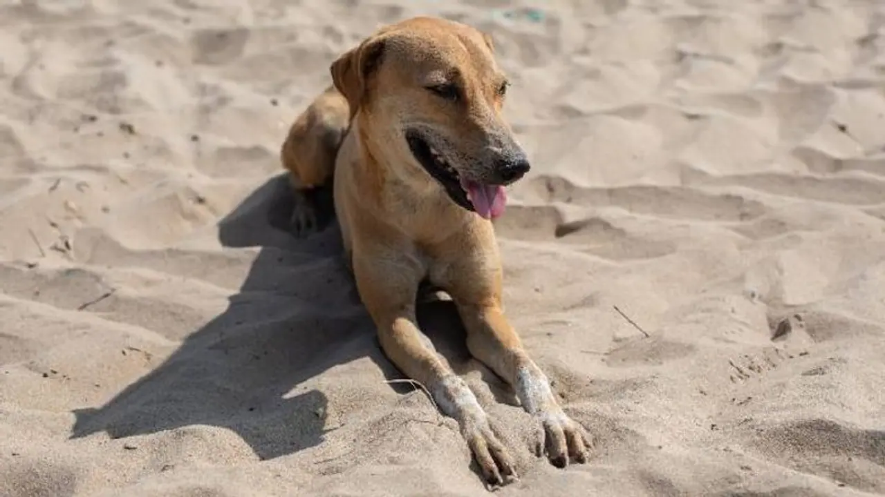 ചുരിദാറിൽ കടിച്ചുവലിച്ചു, ഉറക്കെ കുരച്ച് ശ്രദ്ധയാകർഷിച്ചു, ഉടമയെ ആത്മഹത്യയിൽ നിന്നും രക്ഷിച്ച് നായ